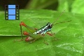 Scene 005_Metalic gree grasshopper on leaf